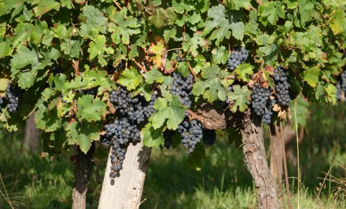 Terroir et cépages / Soil, Vines and Surfaces